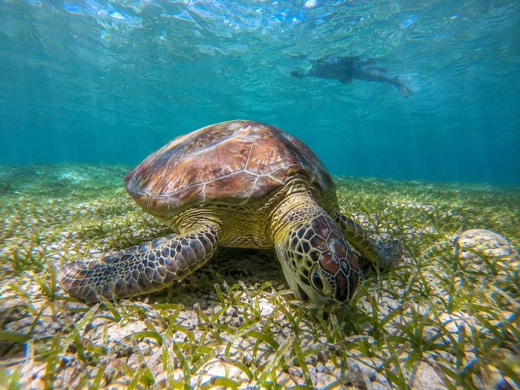 Green turtle over the seagrass at Akumal Bay
